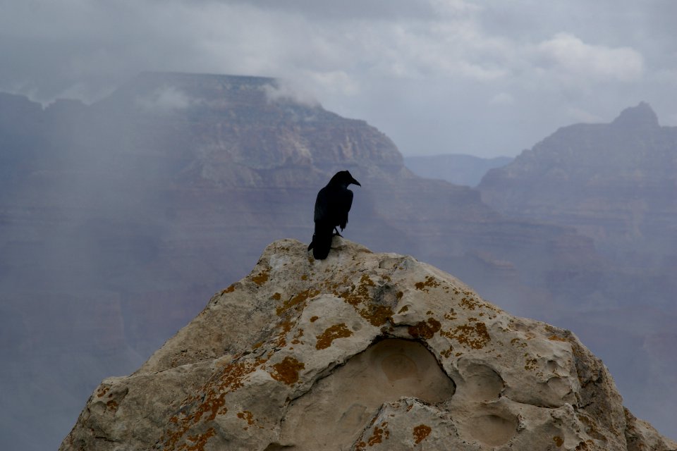 2012.09.13.101304_Corvus_corax_Fog_Mather_Point_Grand_Canyon_Arizona