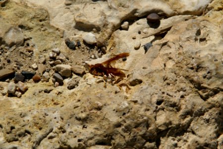 2012.09.14.105307_Wasp_View_Mather_Point_Grand_Canyon_Arizona