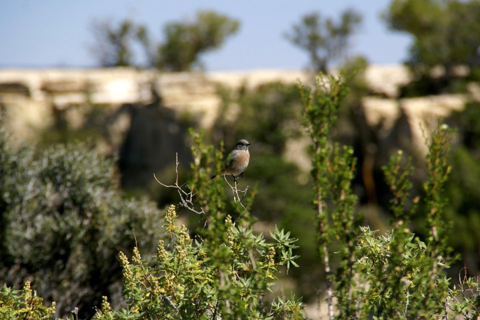 2012.09.14.111537_Sialia_mexicana_female_Mather_Point_Grand_Canyon_Arizona