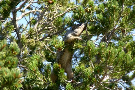 2012.09.14.111020_Squirrel_Mather_Point_Grand_Canyon_Arizona photo
