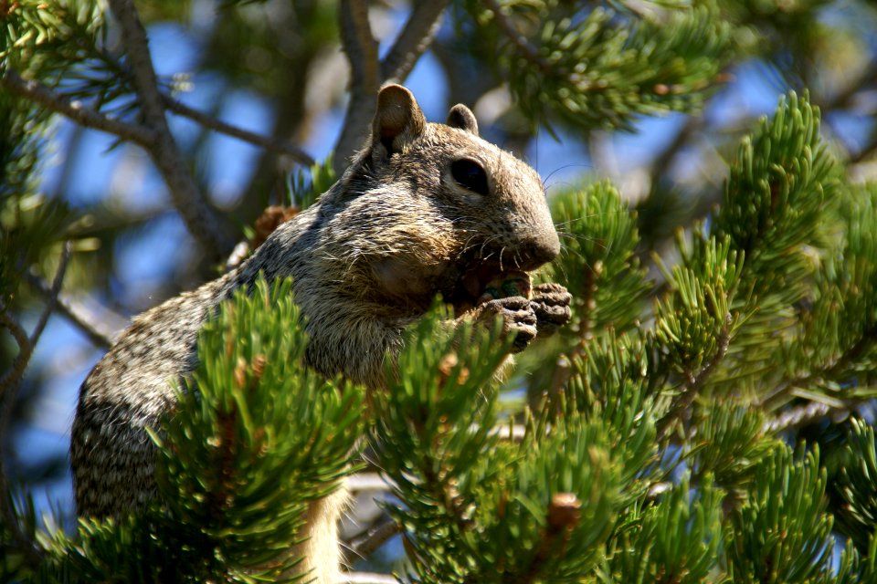 2012.09.14.111059_Rock_squirrel_Mather_Point_Grand_Canyon_Arizona