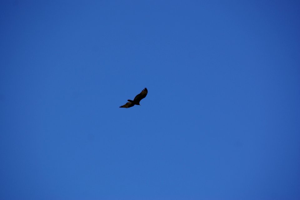 2012.09.14.122836_Cathartes_aura_Yavapai_Point_Grand_Canyon_Arizona