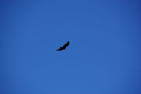 2012.09.14.122836_Cathartes_aura_Yavapai_Point_Grand_Canyon_Arizona