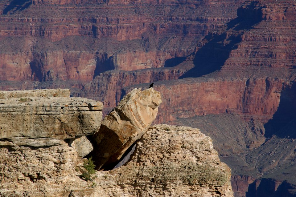 2012.09.14.084842_Raven_Mather_Point_Grand_Canyon_Arizona