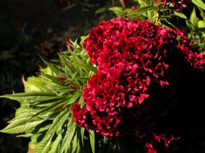 Red velvet flower nature