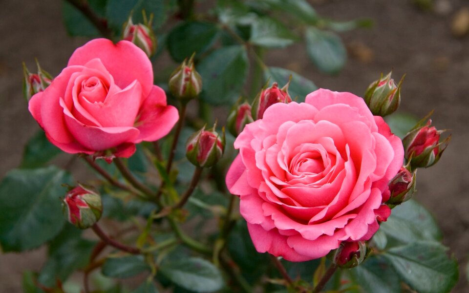 Romantic blossoms blooms