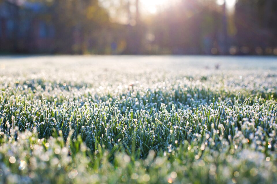 Morning bokeh in grass grass