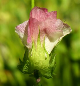 Blossom bloom plant