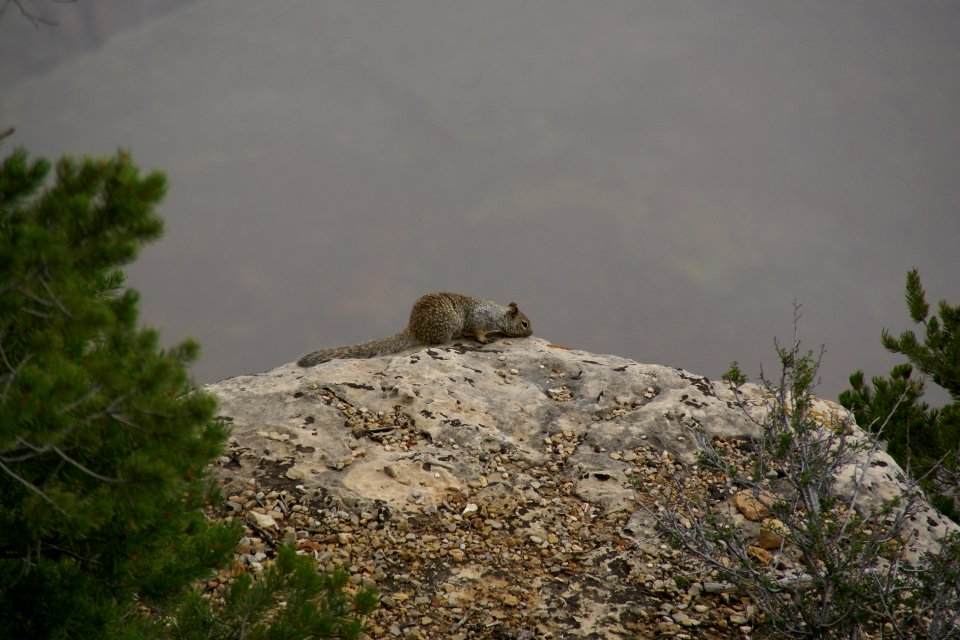 2012.09.13.102349_Rock_squirrel_Mather_Point_Grand_Canyon_Arizona