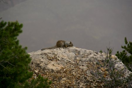2012.09.13.102349_Rock_squirrel_Mather_Point_Grand_Canyon_Arizona