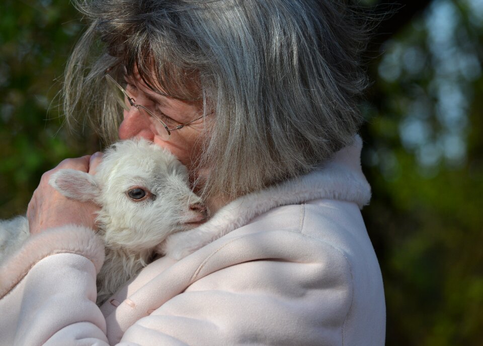 Sheep easter lambs mecklenburg
