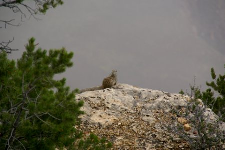 2012.09.13.102333_Rock_squirrel_Mather_Point_Grand_Canyon_Arizona photo