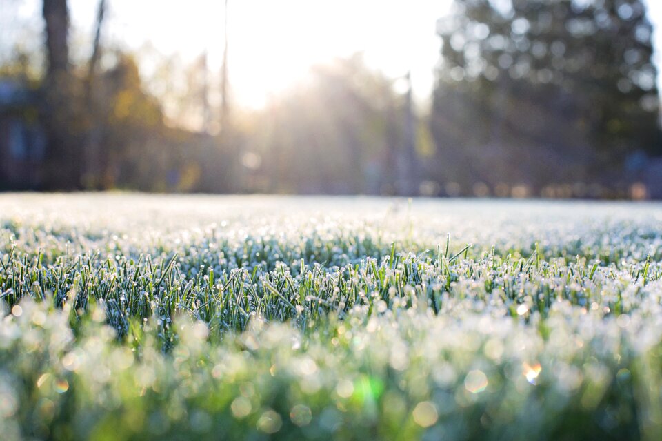 Morning bokeh in grass grass