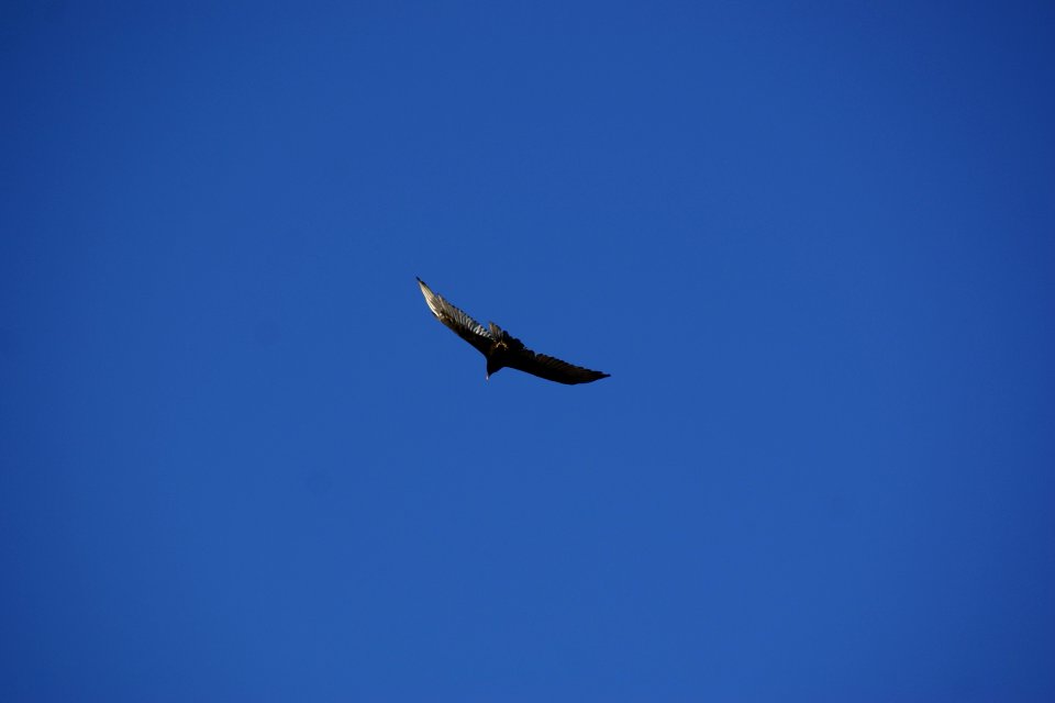 2012.09.14.171531_Cathartes_aura_Maricopa_Point_Grand_Canyon_Arizona