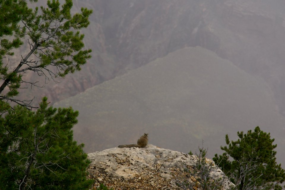 2012.09.13.102436_Rock_squirrel_Mather_Point_Grand_Canyon_Arizona