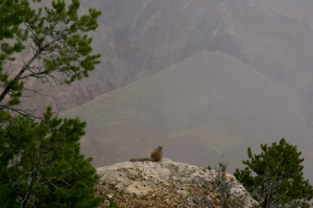 2012.09.13.102436_Rock_squirrel_Mather_Point_Grand_Canyon_Arizona photo
