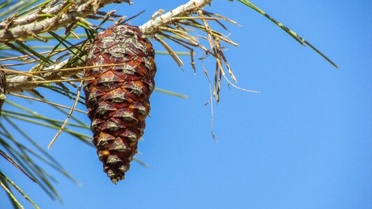 Plant brown pine tree
