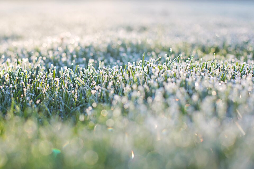 Morning bokeh in grass grass