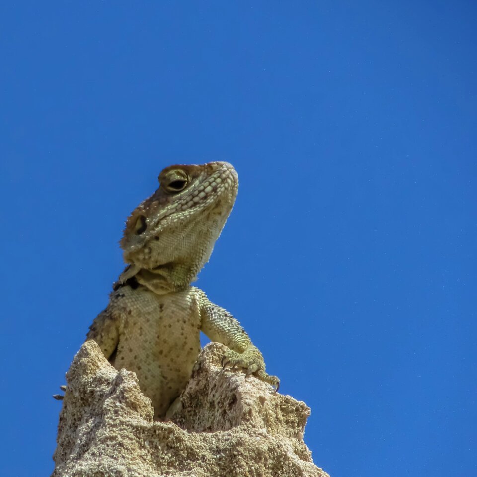 Fauna animal wildlife