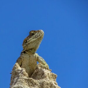 Fauna animal wildlife