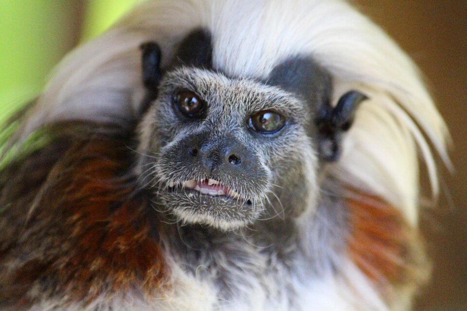 Iroquois monkey portrait nature