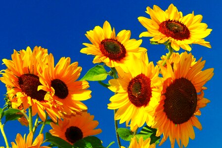 Golden october close up yellow