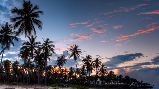 Palm trees seascape seashore photo