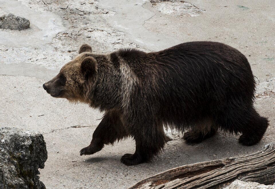 Fauna misiek the bear