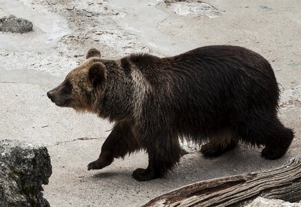 Fauna misiek the bear