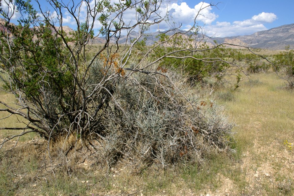 2012.09.09.102948_Shrub_Red_Rock_Canyon_Nevada