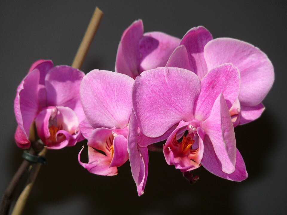 Purple flower bloom