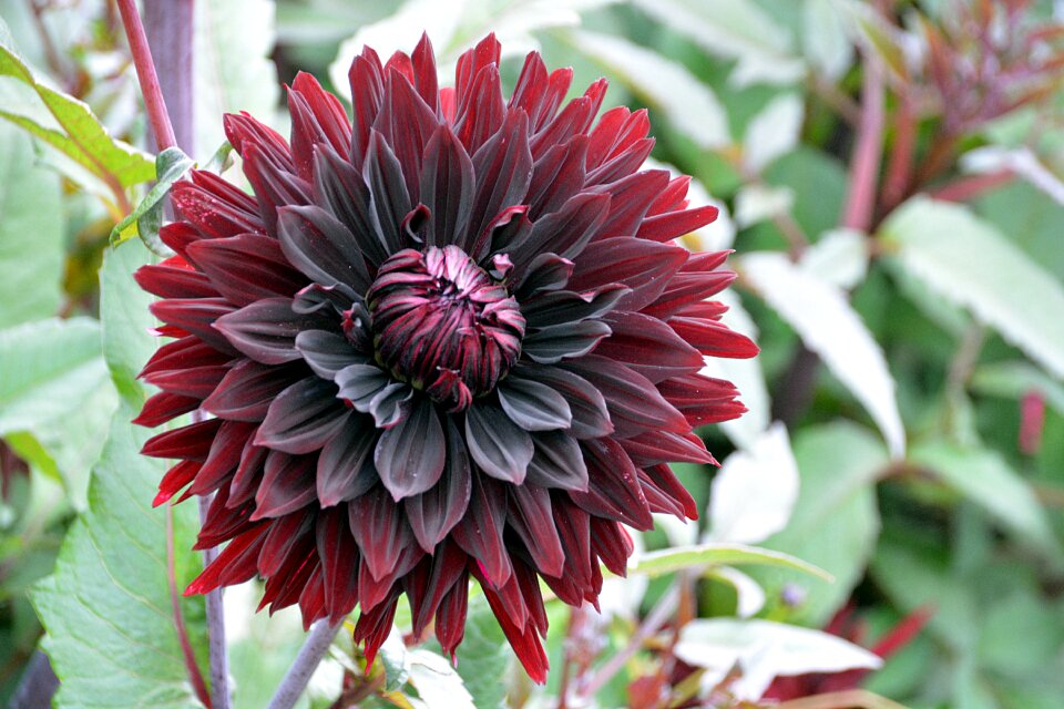 Fall toussaint flowering