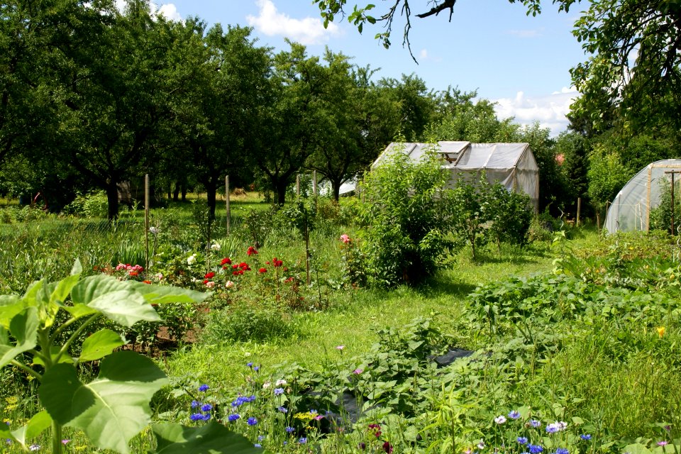 2012.07.07.105939_Schrebergarten_Dossenheim