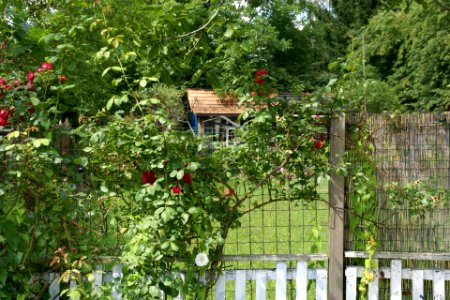 2012.07.07.105512_Schrebergarten_Dossenheim