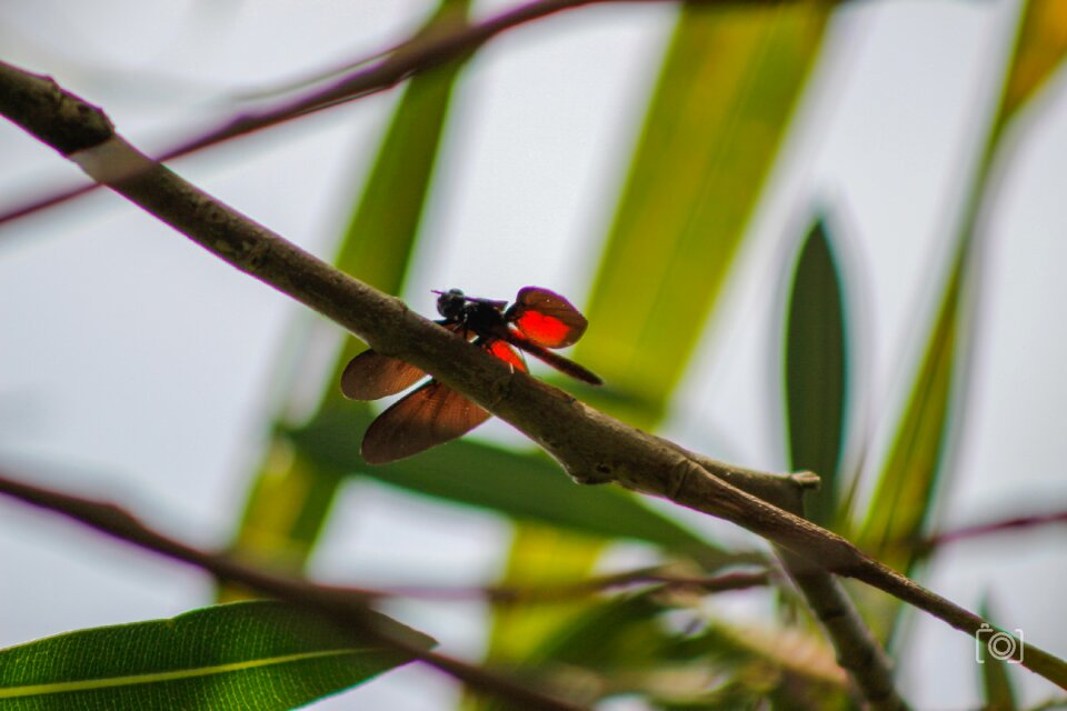 Wings landing plant