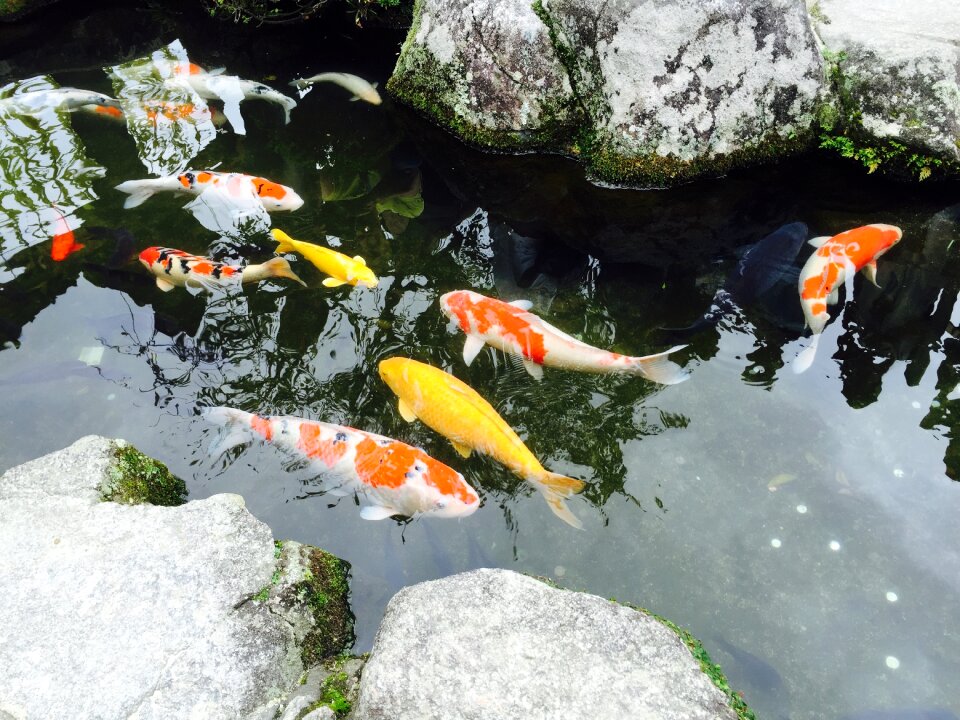 Fish pond carp photo