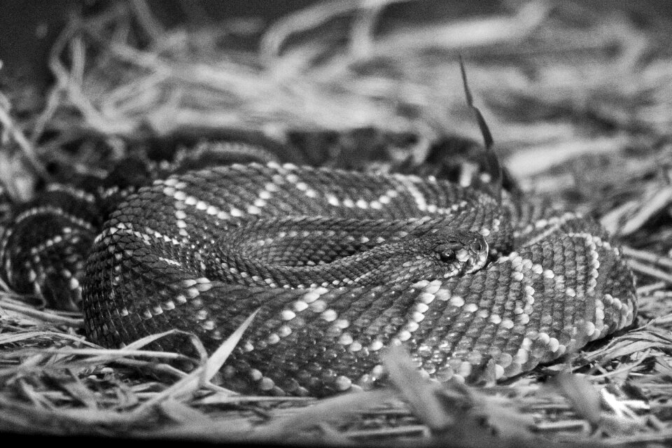 Nature zoology animal world