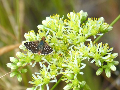 Gross floor butterfly muschampia proto