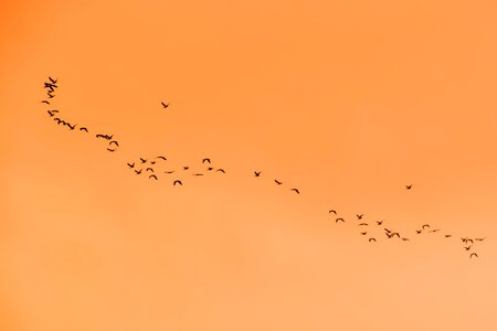 Migratory birds migration sunset photo