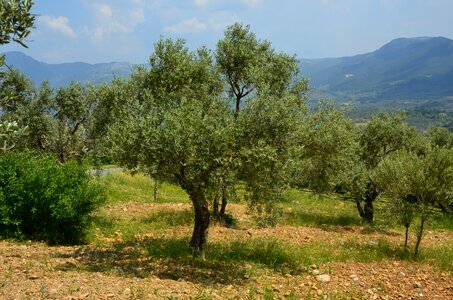 Olives olive tree olive magazine