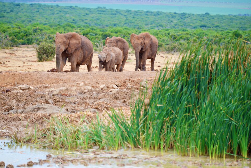 Elephant south africa addo elephant park