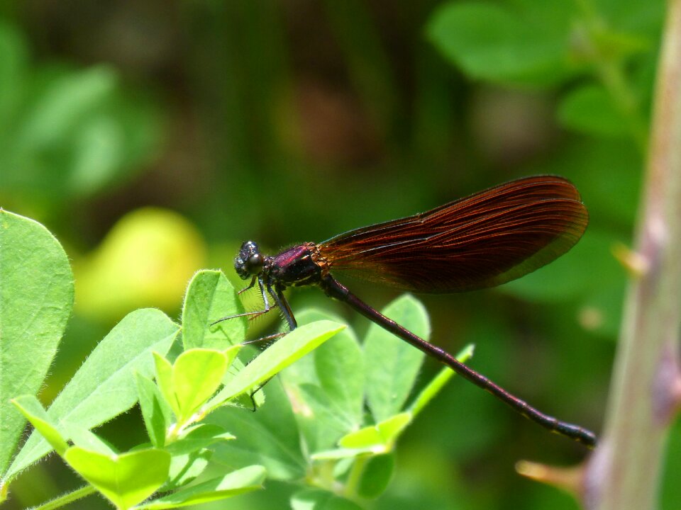 Iridescent wetland greenery