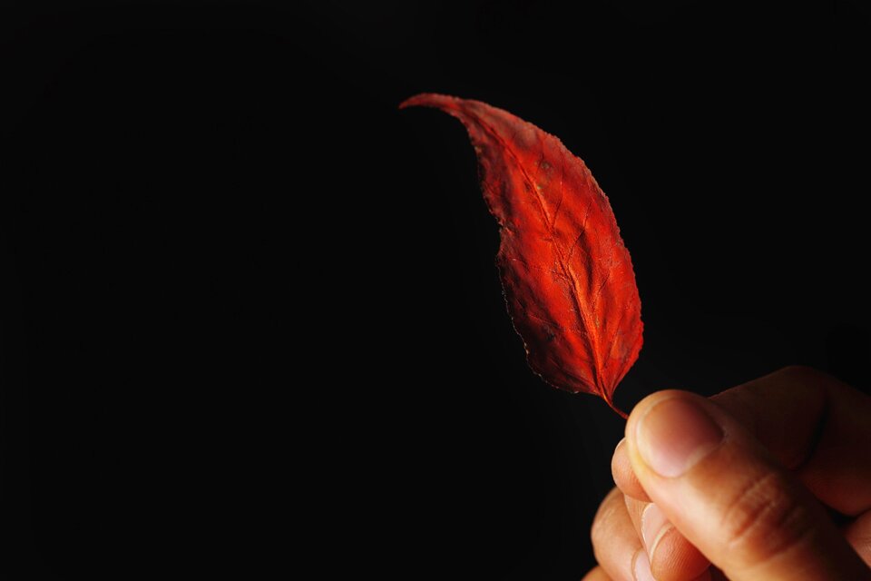 The leaves finger black
