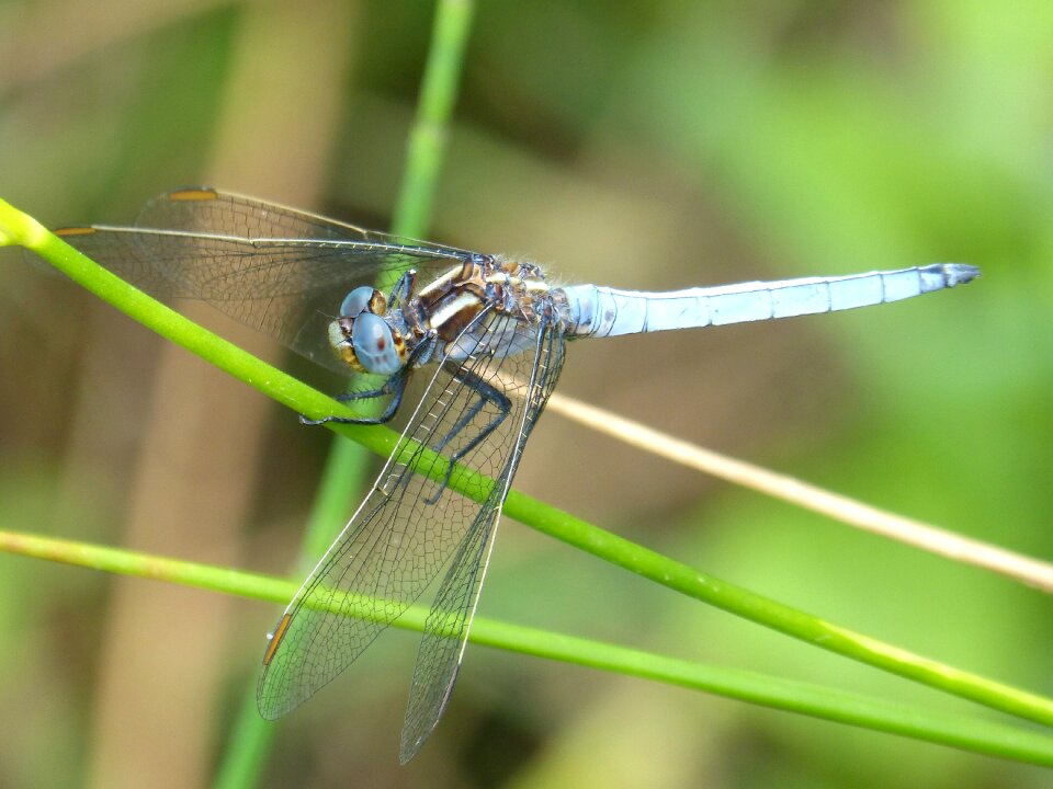 Greenery detail orthetrum coerulescens