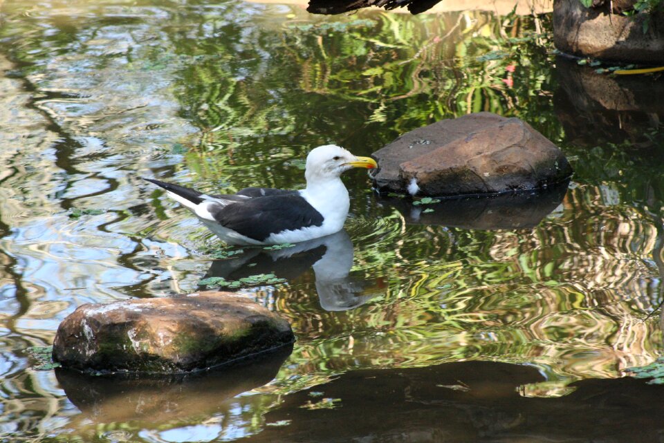 Bird environment water