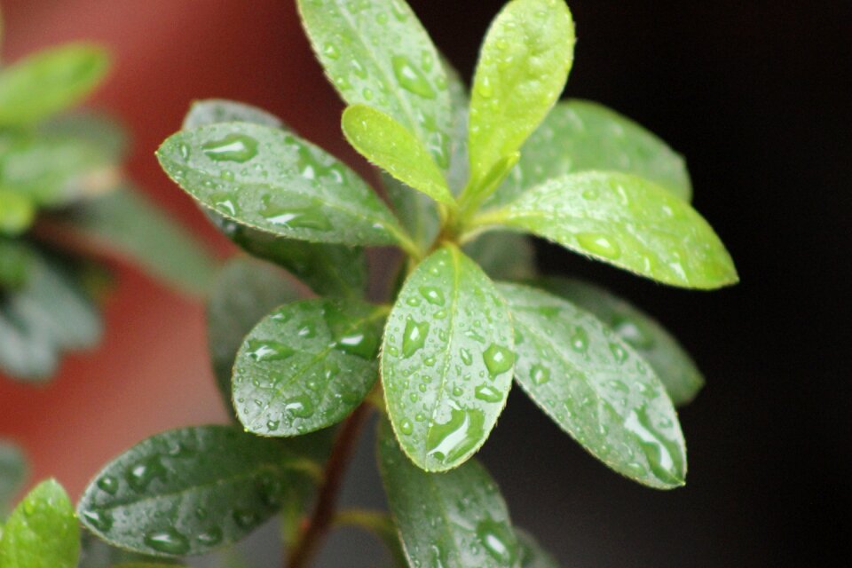 Water leaf garden