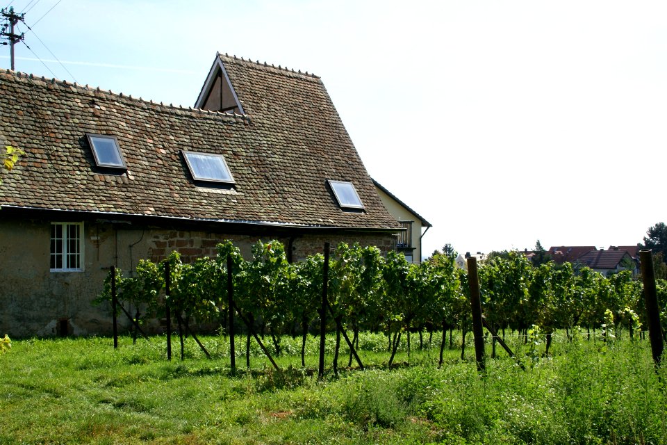 2011.09.16.131159_Vineyard_old_house_Rhodt