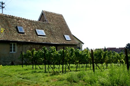 2011.09.16.131159_Vineyard_old_house_Rhodt