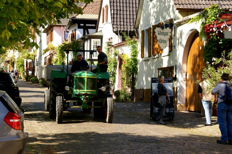 2011.09.16.130411_Grape_harvest_Rhodt