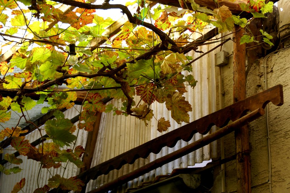2011.09.16.121353_Vitis_vinifera_restaurant_Rhodt